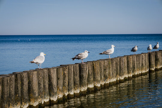 bałtyk, woda, plaża, morze, mewa,