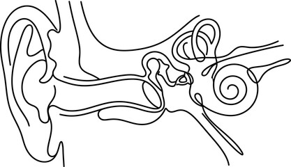 Minimalist one line drawing of human ear anatomy. © agus