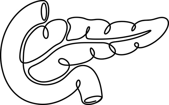 Continuous line drawing of human pancreas organ illustration.