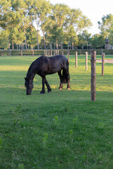 Naklejka premium A calm black horse grazing peacefully in a lush green field surrounded by wooden fence posts during a sunny day.