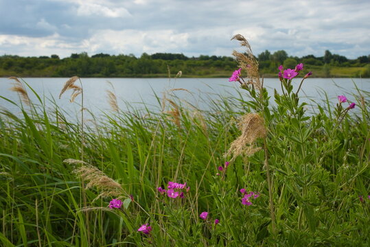 Hampton Water, Peterborough, England, UK - July 01 2026: Beeby's Lake West, 
Great Willowherb and Common Reed at Lakeside, Cambridgeshire