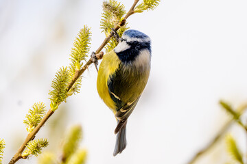 Fototapeta premium Blue Tit Perching