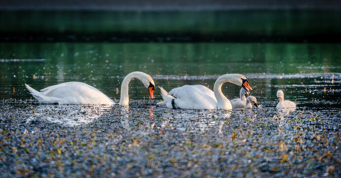 Mute swan family swims with cygnets during golden hour