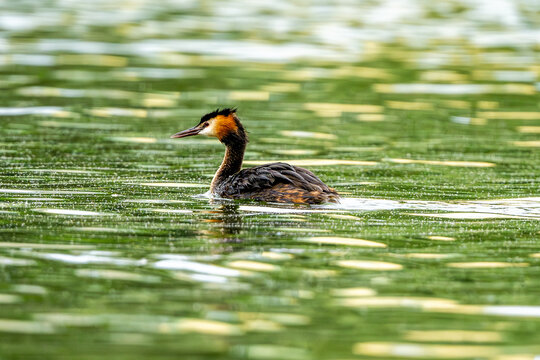 Great Crested Grebe