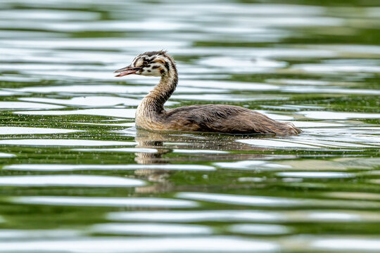 Crested Grebe Chick In Lake
