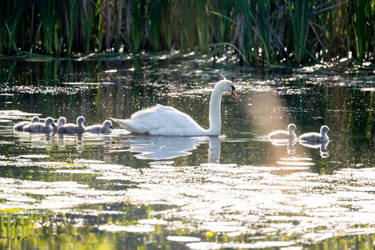 Beautiful Mute Swan With Newly Hatched Cygnets