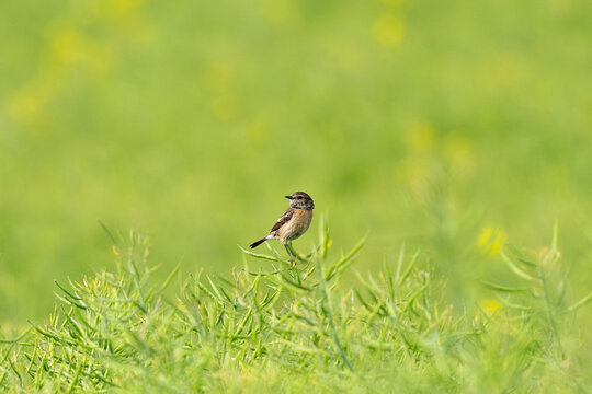 European Stonechat Female In Action