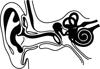Anatomical cross section illustration of the human ear structure. © melda