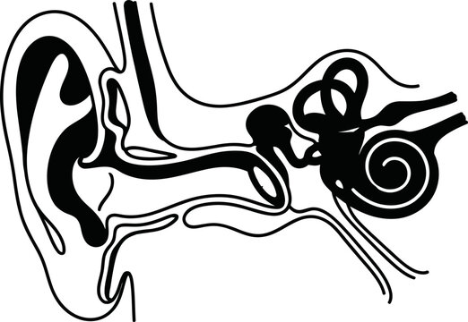 Anatomical cross section illustration of the human ear structure.
