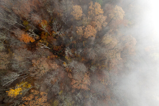 Aerial view of Bebenhausen forest with vibrant autumn foliage and patches of morning mist in Tubingen, Baden-Wurttemberg, Germany.