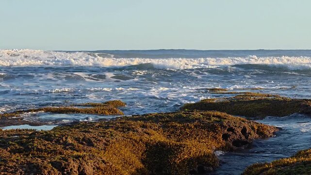 Static medium shot of ocean waves rolling and breaking in the background with a rocky shore covered in orange seaweed in the foreground during golden hour