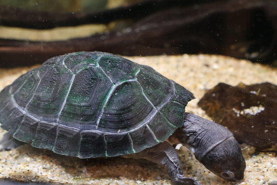 turtle in aquarium