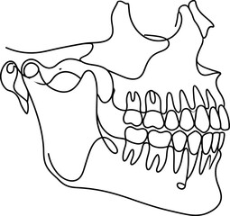Minimalist continuous line drawing of a human skull profile with teeth. © barry