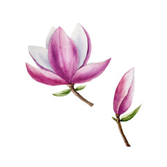 Fototapeta premium Magnolia pink flowers collection. Watercolor hand drawn spring lush blossom with green buds illustration isolated on background, transparent png. Botanical and wedding clip art. For greeting card