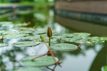 Fototapete Badezimmer A water lily bud and floating green leaves in the pond at Tonglu highway service area  © 家俊 周