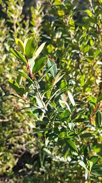 Vertical close up of a green eugenia shrub branch with vibrant reddish stems in outdoor garden, soft natural sunlight on evergreen bush foliage, nature background.