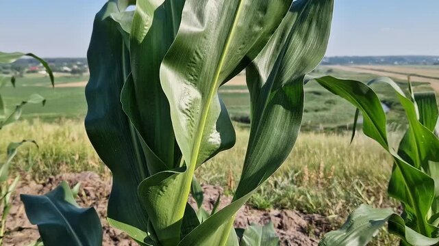 Rural landscape with corn plantations. Juicy green corn leaves in the foreground symbolize the development of agriculture. Agrarian landscape, sunny day, space and nature. Field of young corn