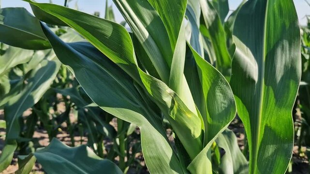Rural landscape with corn plantations. Juicy green corn leaves in the foreground symbolize the development of agriculture. Agrarian landscape, sunny day, space and nature. Field of young corn