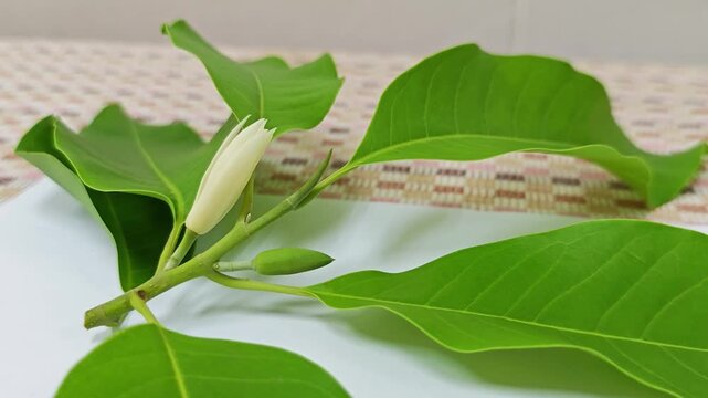 Fresh white champaca flower bud with green leaves on branches.