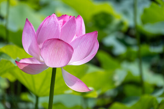 ピンクの蓮の花の彩り