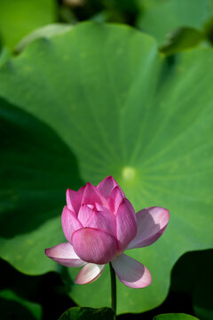ピンクの蓮の花の彩り