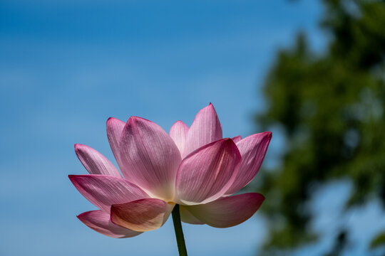 ピンクの蓮の花の彩り
