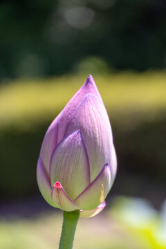 ピンクの蓮の花の彩り