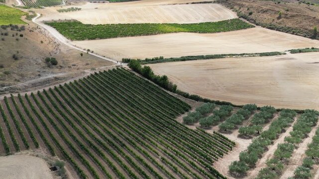 A drone view of layered farmland with vineyards and olive trees forming patterned lines across dry rural fields at Camino de Santiago in Spain