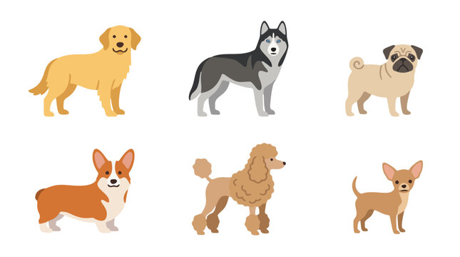 Canine breeds flat design collection with golden retriever husky pug corgi poodle and chihuahua for educational pet poster