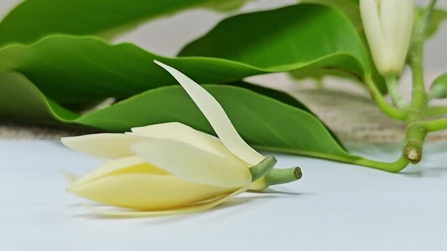 Close up of fresh white champaca flower with green leaves background.