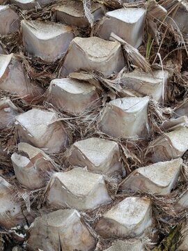 Fondo con vista de cerca de la textura fibrosa de la corteza de un tronco de palmera viejo y &aacute;spero, con patr&oacute;n con forma de rombos o escamas creado por las bases de hojas antiguas