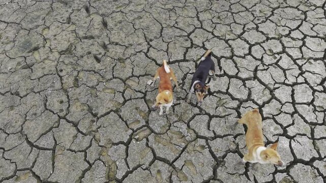 High-quality 4K drone footage capturing stray dogs walking across a severely cracked dry pond in Bangladesh. The aerial view highlights drought, water scarcity, and climate change.