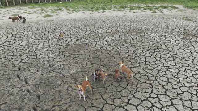 Cinematic 4K aerial drone footage of stray dogs moving across the cracked surface of a dried pond in Bangladesh. The scene illustrates the effects of prolonged drought and water shortages.