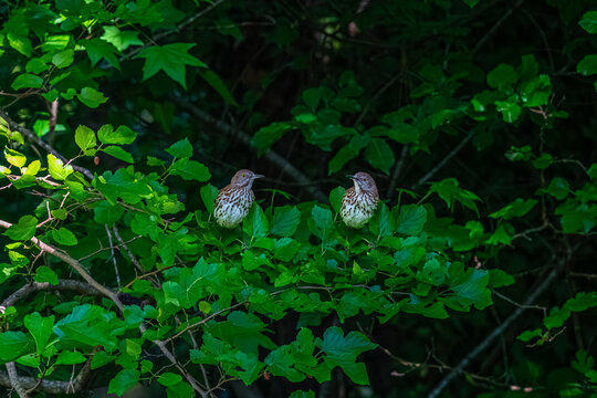 Brown Thrashers in the Tree