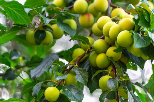 Close up view of fresh green mirabelle plums ripening on tree branch with lush leaves