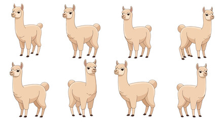 Fototapeta premium Group of Alpacas Standing.