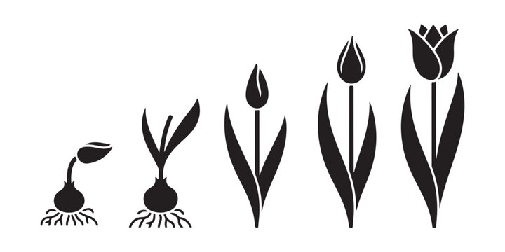 Stages of growing tulips from planting a bulb to flowering plant isolated on transparent background.