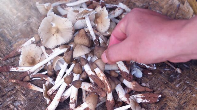 A man's hands place termite mushrooms into a bamboo basket.