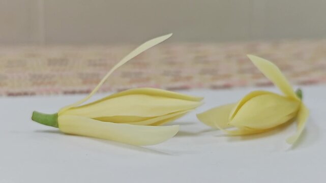 Two fresh white champaca flowers on white table.