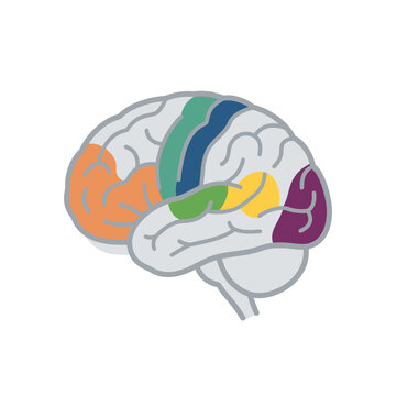 Colorful illustrated human brain anatomy diagram.