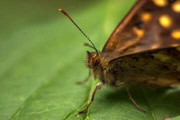 Naklejka premium Speckled wood butterfly on a green leaf