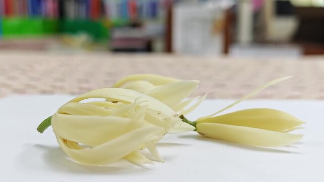 Side view of fresh white champaca flowers on white surface.