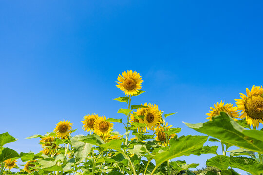 夏のひまわりと青空の風景