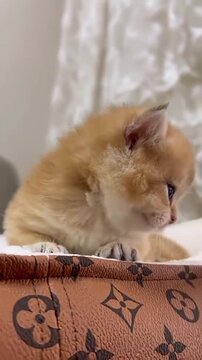 Tiny ginger kitten meowing and moving its head in this cute and adorable high quality animal motion video clip sequence