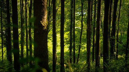 Fototapeta premium Sunlight Shining Through Dense Forest Trees and Green Woodland Foliage