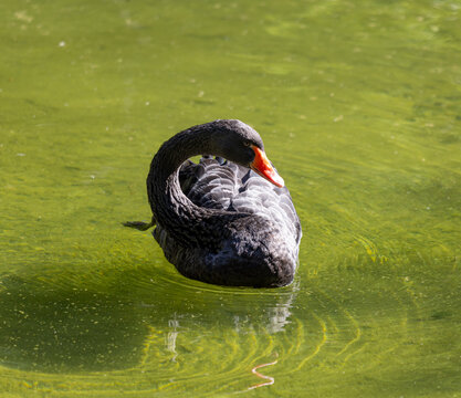 Black swan floats calmly in green water