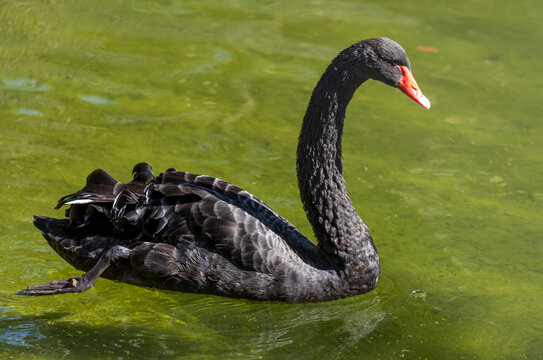 Black swan glides on vibrant green water
