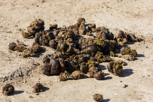 Dirty animal droppings scattered on dry ground