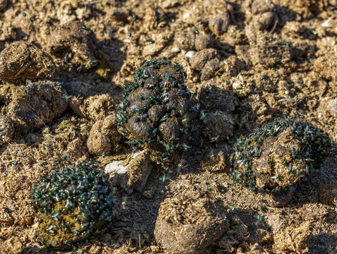 Clustered blue-green flies swarm over dry, uneven soil clumps