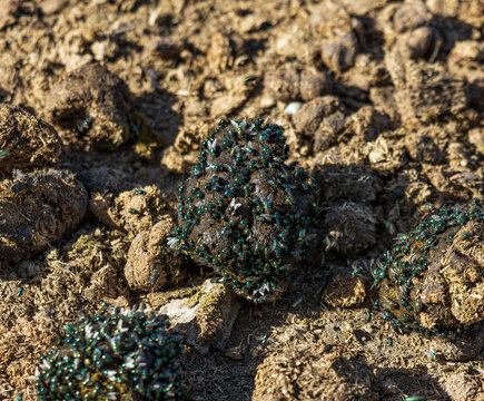 Black ants swarm over moist, dark soil clumps